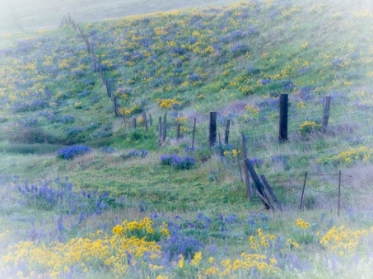 Picture of USA-WASHINGTON STATE-KLICKITAT COUNTY. FENCE LINE IN A FIELD OF LUPINE AND ARROWLEAF BALSAMROOT.