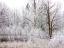 Picture of USA-WASHINGTON STATE-CLE ELUM-KITTITAS COUNTY. WINTER ALONG THE YAKIMA RIVER.