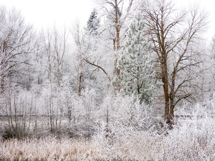 Picture of USA-WASHINGTON STATE-CLE ELUM-KITTITAS COUNTY. WINTER ALONG THE YAKIMA RIVER.