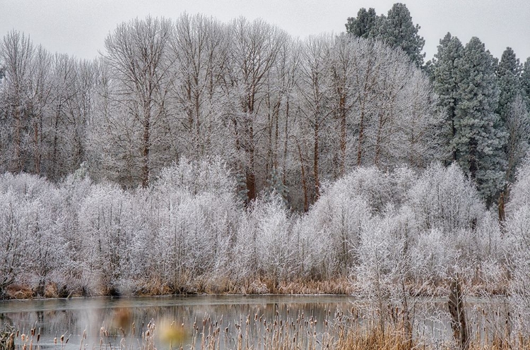 Picture of USA-WASHINGTON STATE-CLE ELUM-KITTITAS COUNTY. WINTER ALONG THE YAKIMA RIVER.