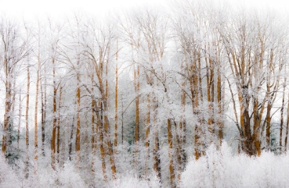 Picture of USA-WASHINGTON STATE-CLE ELUM-KITTITAS COUNTY. WINTER ALONG THE YAKIMA RIVER.