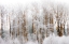 Picture of USA-WASHINGTON STATE-CLE ELUM-KITTITAS COUNTY. WINTER ALONG THE YAKIMA RIVER.