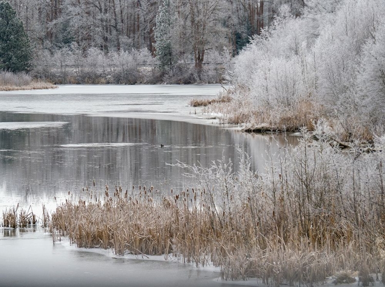 Picture of USA-WASHINGTON STATE-CLE ELUM-KITTITAS COUNTY. WINTER ALONG THE YAKIMA RIVER.