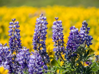 Picture of USA-WASHINGTON STATE. SPRINGTIME FIELDS OF LUPINE AND ARROWLEAF BALSAMROOT NEAR DALLES MOUNTAIN.