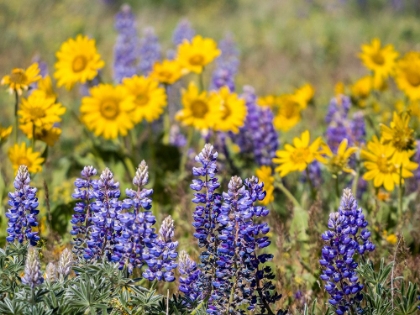 Picture of USA-WASHINGTON STATE. SPRINGTIME FIELDS OF LUPINE AND ARROWLEAF BALSAMROOT NEAR DALLES MOUNTAIN.