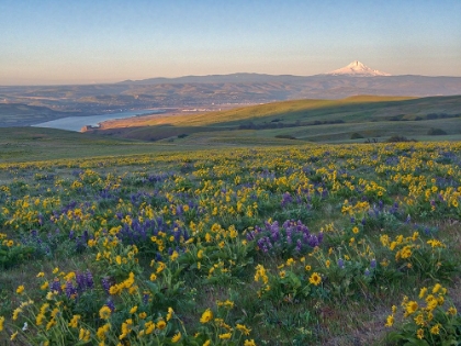 Picture of WASHINGTON STATE. FIELDS OF ARROWLEAF BALSAMROOT AND LUPINE ON THE HILLS ABOVE THE COLUMBIA RIVER.