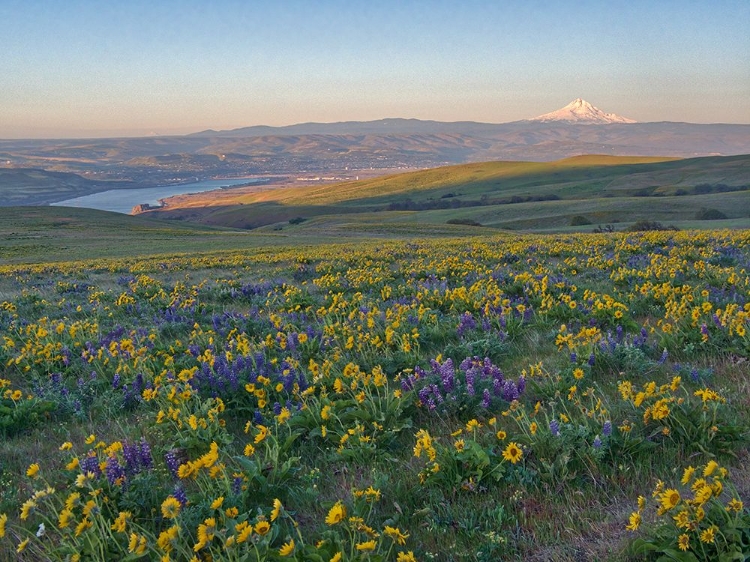 Picture of WASHINGTON STATE. FIELDS OF ARROWLEAF BALSAMROOT AND LUPINE ON THE HILLS ABOVE THE COLUMBIA RIVER.