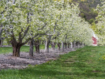 Picture of USA-WASHINGTON STATE-CHELAN COUNTY. ORCHARD AND ROWS OF FRUIT TREES IN BLOOM IN SPRING.