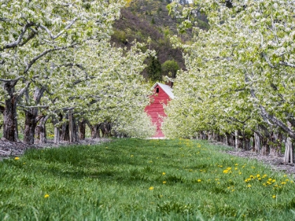 Picture of WASHINGTON STATE. ORCHARD AND ROWS OF FRUIT TREES IN BLOOM IN SPRING WITH A GLIMPSE OF A RED BARN.