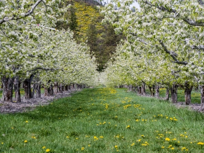 Picture of USA-WASHINGTON STATE-CHELAN COUNTY. ORCHARD AND ROWS OF FRUIT TREES IN BLOOM IN SPRING.