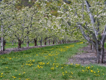 Picture of USA-WASHINGTON STATE-CHELAN COUNTY. ORCHARD AND ROWS OF FRUIT TREES IN BLOOM IN SPRING.