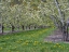 Picture of USA-WASHINGTON STATE-CHELAN COUNTY. ORCHARD AND ROWS OF FRUIT TREES IN BLOOM IN SPRING.