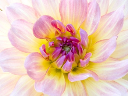 Picture of USA-WASHINGTON STATE-CLE ELUM. MACRO OF A DAHLIA.