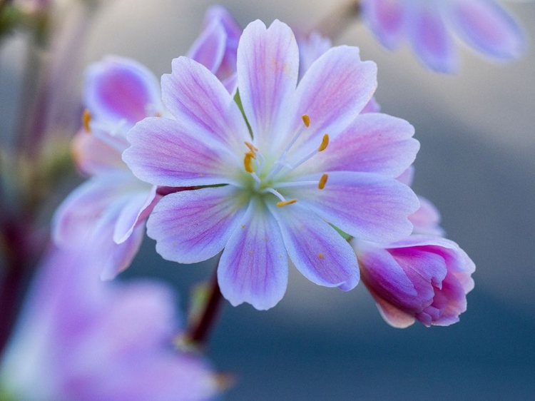 Picture of USA-WASHINGTON STATE-CLE ELUM. CLOSE-UP OF A LEWISIA COTYLEDON FLOWER.