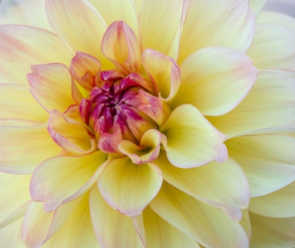 Picture of USA-WASHINGTON STATE-CLE ELUM. MACRO OF A DAHLIA.