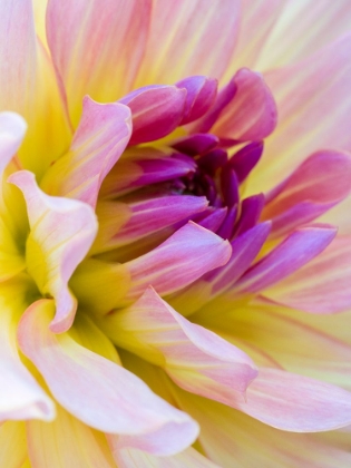 Picture of USA-WASHINGTON STATE-CLE ELUM. MACRO OF A DAHLIA.