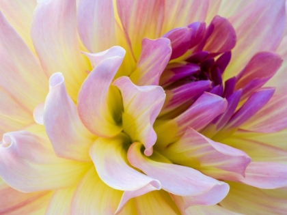 Picture of USA-WASHINGTON STATE-CLE ELUM. MACRO OF A DAHLIA.