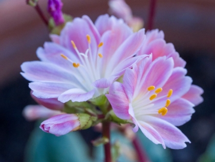 Picture of USA-WASHINGTON STATE-CLE ELUM. CLOSE-UP OF A LEWISIA COTYLEDON FLOWER.