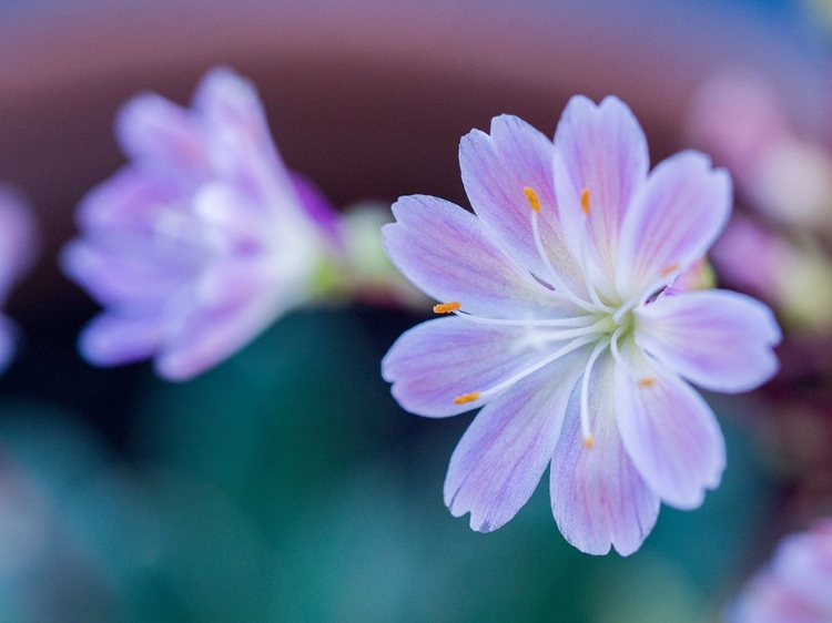 Picture of USA-WASHINGTON STATE-CLE ELUM. CLOSE-UP OF A LEWISIA COTYLEDON FLOWER.