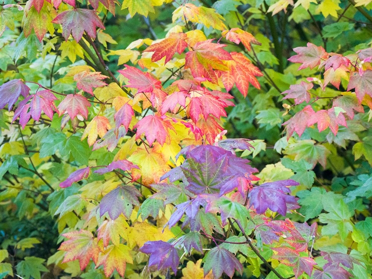 Picture of USA-WASHINGTON STATE-KITTITAS COUNTY. VINE MAPLE WITH FALL COLORS.