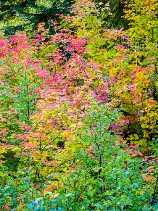 Picture of USA-WASHINGTON STATE-KITTITAS COUNTY. VINE MAPLE WITH FALL COLORS.