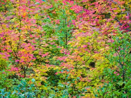 Picture of USA-WASHINGTON STATE-KITTITAS COUNTY. VINE MAPLE WITH FALL COLORS.