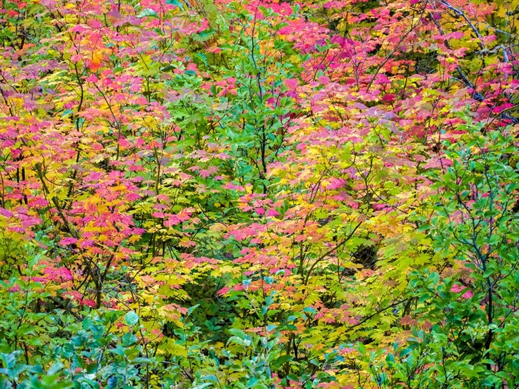 Picture of USA-WASHINGTON STATE-KITTITAS COUNTY. VINE MAPLE WITH FALL COLORS.