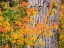 Picture of USA-WASHINGTON STATE-KITTITAS COUNTY. VINE MAPLE WITH FALL COLORS.