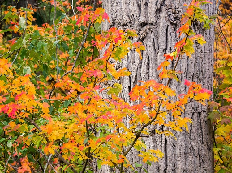 Picture of USA-WASHINGTON STATE-KITTITAS COUNTY. VINE MAPLE WITH FALL COLORS.