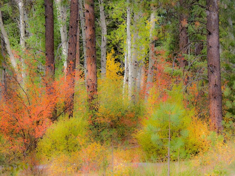 Picture of USA-WASHINGTON STATE-KITTITAS COUNTY. VINE MAPLE TREES MIXED IN WITH SOME ASPEN TRUNKS.