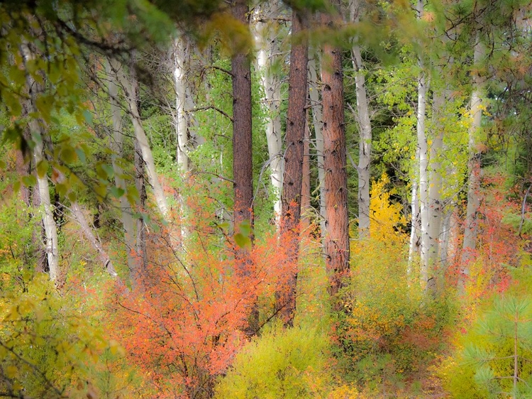 Picture of USA-WASHINGTON STATE-KITTITAS COUNTY. VINE MAPLE TREES MIXED IN WITH SOME ASPEN TRUNKS.