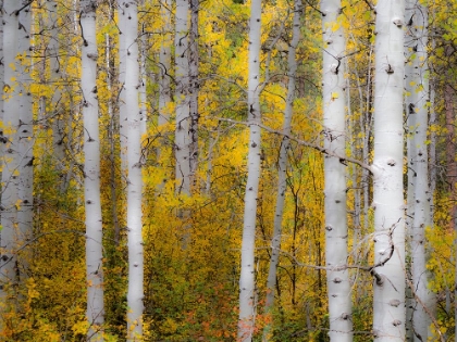 Picture of USA-WASHINGTON STATE-KITTITAS COUNTY. ASPEN TRUNKS WITH VINE MAPLES IN THE FALL.