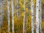 Picture of USA-WASHINGTON STATE-KITTITAS COUNTY. ASPEN TRUNKS WITH VINE MAPLES IN THE FALL.