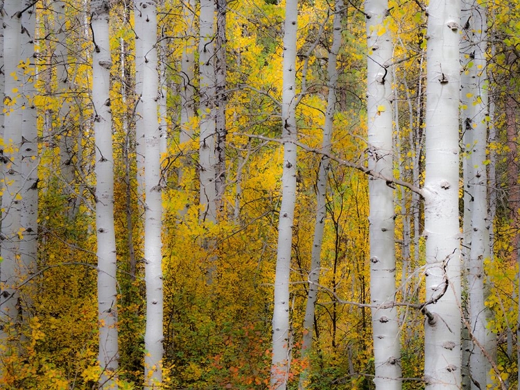 Picture of USA-WASHINGTON STATE-KITTITAS COUNTY. ASPEN TRUNKS WITH VINE MAPLES IN THE FALL.