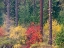 Picture of USA-WASHINGTON STATE-KITTITAS COUNTY. VINE MAPLE WITH FALL COLORS.