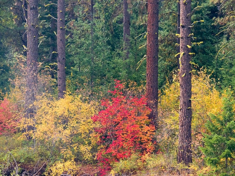 Picture of USA-WASHINGTON STATE-KITTITAS COUNTY. VINE MAPLE WITH FALL COLORS.