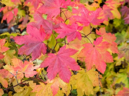 Picture of USA-WASHINGTON STATE-KITTITAS COUNTY. VINE MAPLE WITH FALL COLORS.