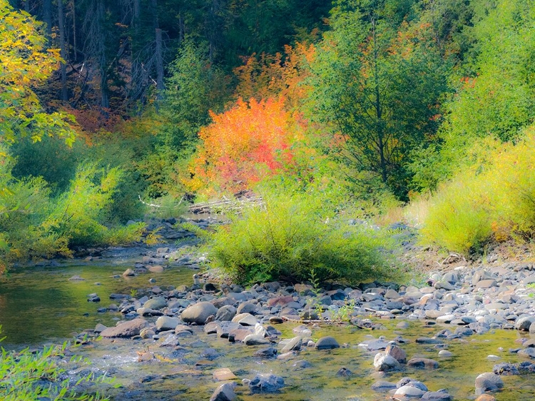 Picture of USA-WASHINGTON STATE-KITTITAS COUNTY. SMALL CREEK SURROUNDED BY VINE MAPLES IN THE FALL.