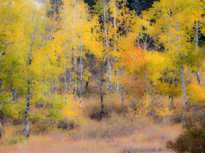 Picture of USA-WASHINGTON STATE-OKANOGAN COUNTY. ASPEN TREES IN THE FALL.