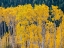 Picture of USA-WASHINGTON STATE-OKANOGAN COUNTY. ASPEN TREES IN THE FALL.