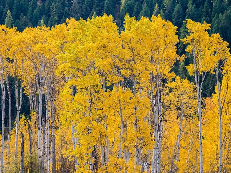 Picture of USA-WASHINGTON STATE-OKANOGAN COUNTY. ASPEN TREES IN THE FALL.
