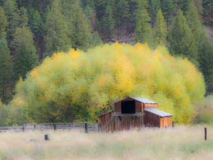 Picture of USA-WASHINGTON STATE-OKANOGAN COUNTY. OLD BARN IN A FIELD IN THE FALL.