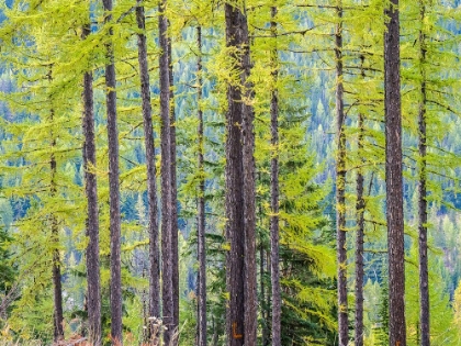 Picture of USA-WASHINGTON STATE-COLVILLE COUNTY. FOREST ALONG HIGHWAY 20 IN SHERMAN PASS.