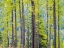 Picture of USA-WASHINGTON STATE-COLVILLE COUNTY. FOREST ALONG HIGHWAY 20 IN SHERMAN PASS.
