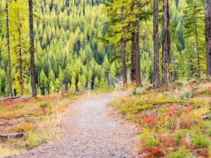 Picture of WASHINGTON STATE-COLVILLE COUNTY. TRAIL IN THE TAMARACK FOREST ALONG HIGHWAY 20 IN SHERMAN PASS.