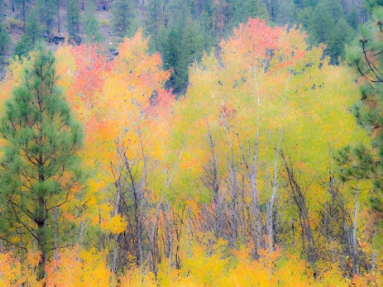 Picture of USA-WASHINGTON STATE-FERRY COUNTY. ASPEN TREES IN THE FALL.