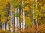 Picture of USA-WASHINGTON STATE-EASTERN WASHINGTON-CLE ELUM-KITTITAS COUNTY. ASPEN TREES IN THE FALL.