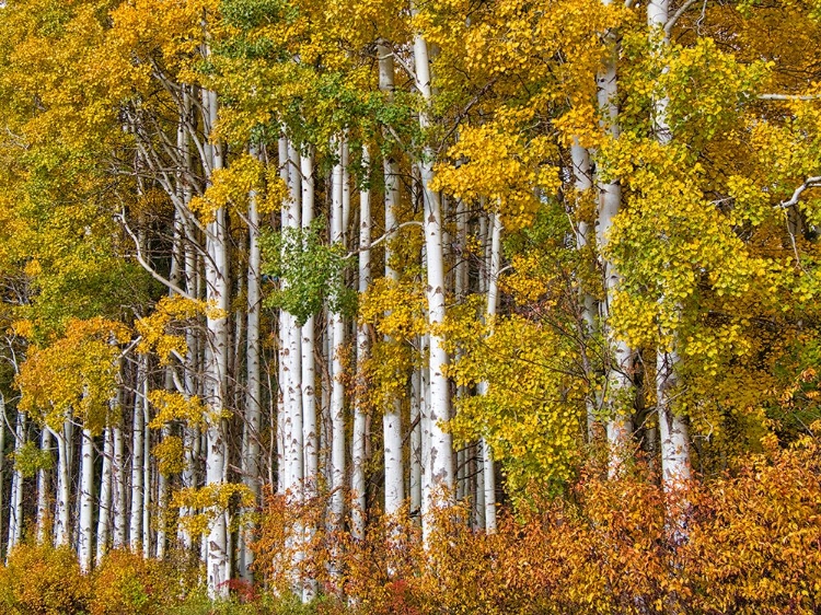 Picture of USA-WASHINGTON STATE-EASTERN WASHINGTON-CLE ELUM-KITTITAS COUNTY. ASPEN TREES IN THE FALL.