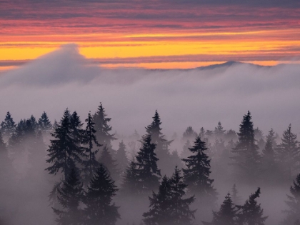 Picture of USA-WASHINGTON STATE-BELLEVUE. DOUGLAS FIR TREES IN SWIRLING CLOUDS AT SUNSET