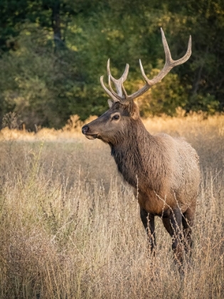 Picture of USA-WASHINGTON STATE-ROSLYN. BULL ROOSEVELT ELK IN GRASS